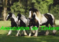 /album/les-tinkers-des-pres-divins/kokoko-png/